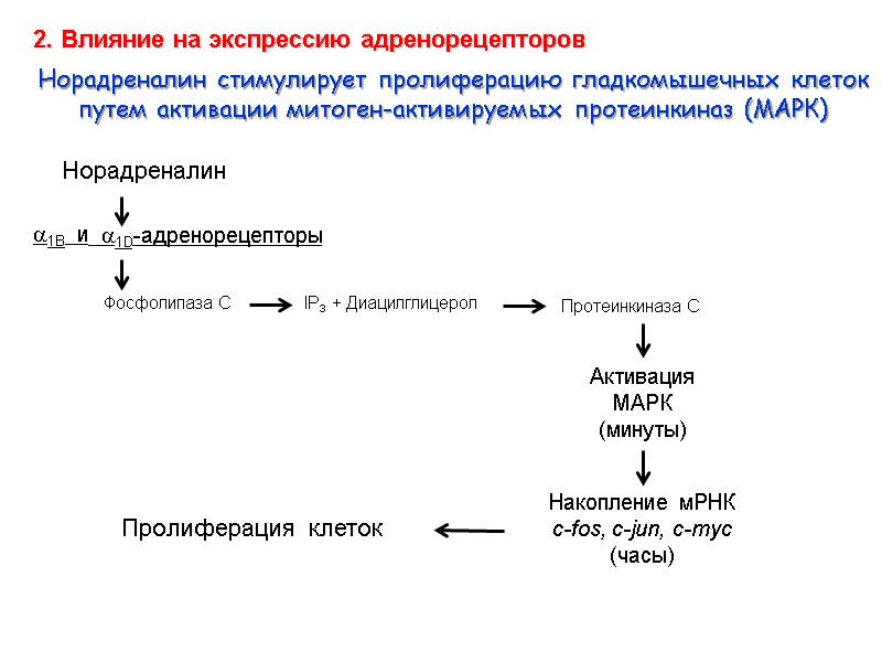 Норадреналин Фосфолипаза С IP3 + Диацилглицерол Протеинкиназа С Пролиферация  клеток Активация  МАРК